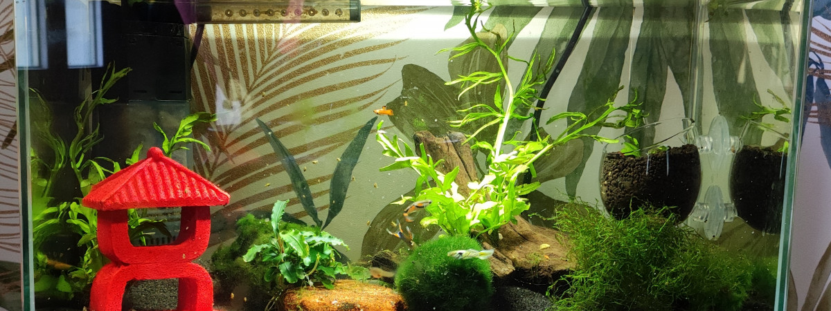 aquarium Inès