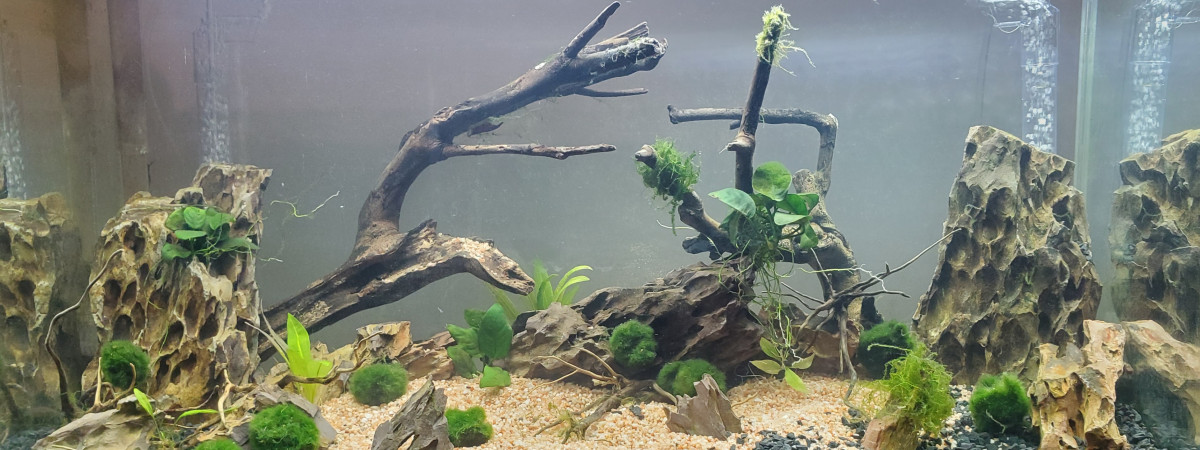 aquarium 85 litres