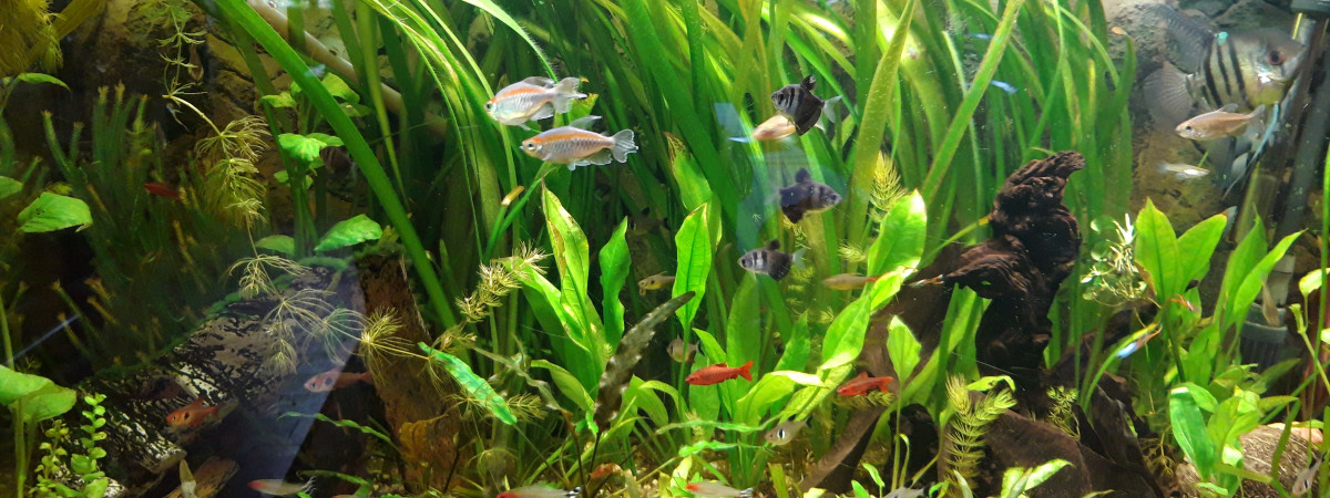 aquarium Chris 61