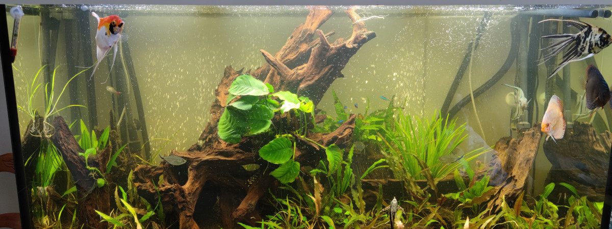 aquarium Amérique du sud