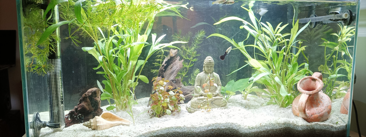 aquarium Aqua 60l de guillaume