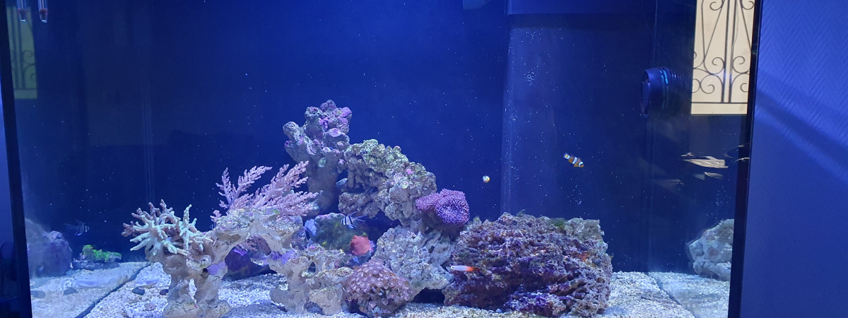 aquarium Récifal