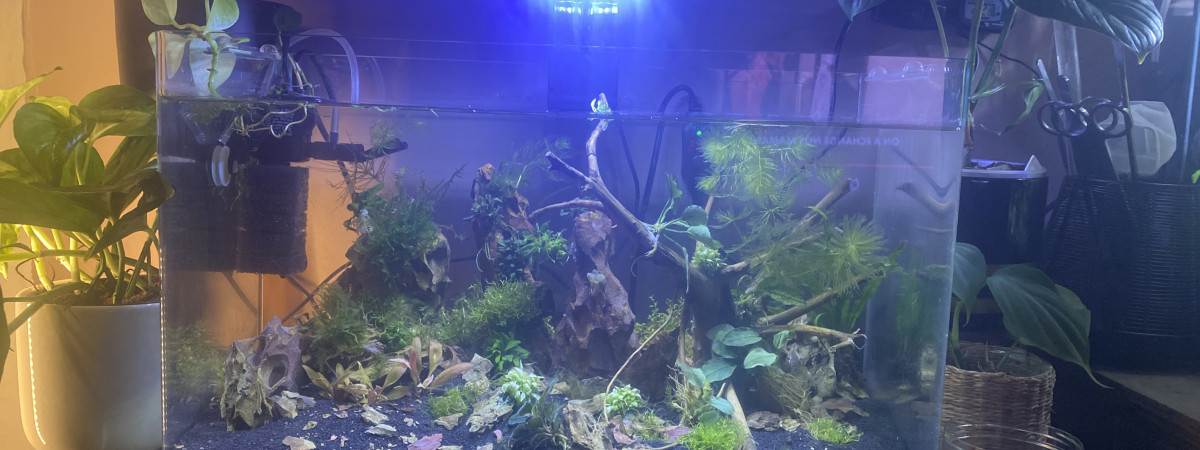 aquarium 50 l