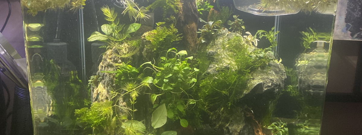 aquarium 30l
