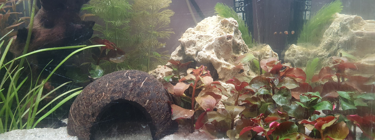 aquarium Cube 30l antistress nocturne chambre pitchoune