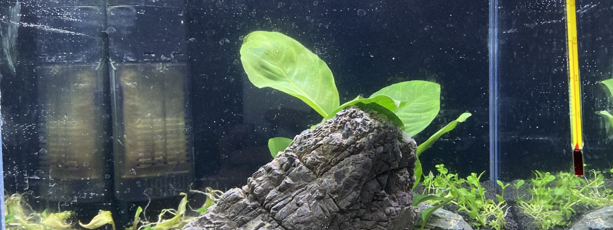aquarium Ecrevisse CPO 22L