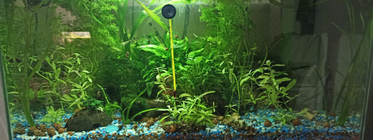 aquarium AandA2