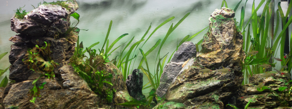 aquarium Aquarium planté avec pierres Seiryu