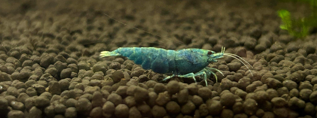 aquarium 11. Deep blue bolt classée