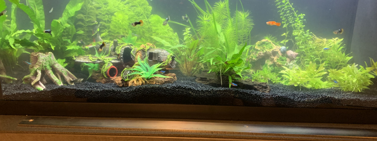 aquarium Salon