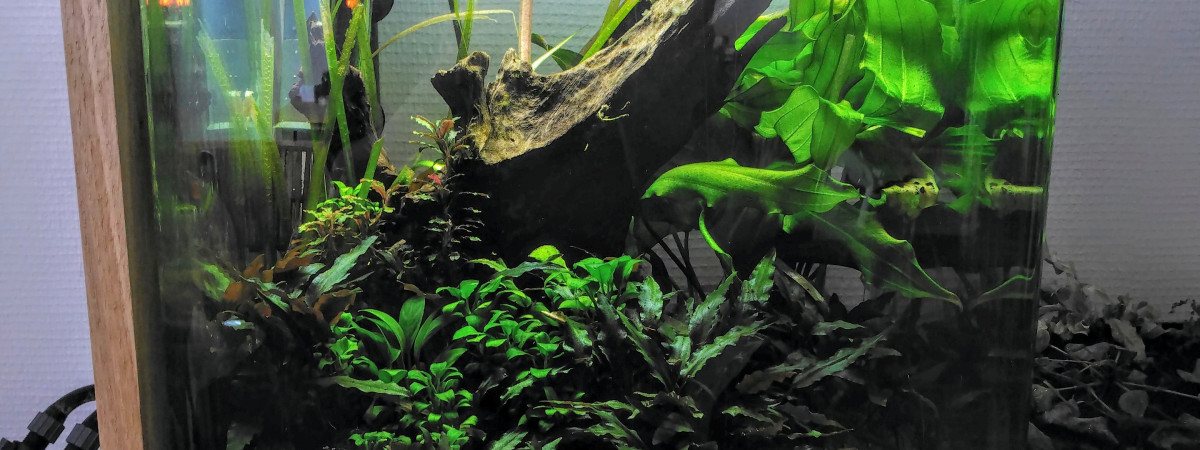 aquarium Cube 60l
