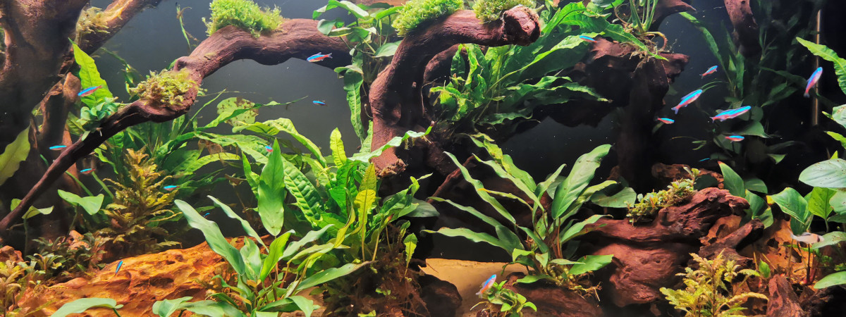 aquarium Fvb2