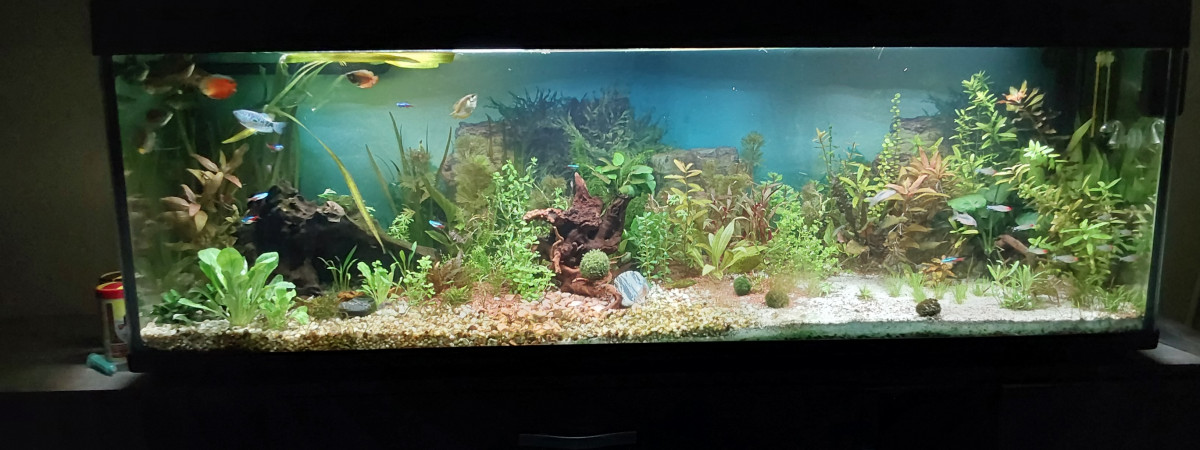 aquarium Amérique  sud