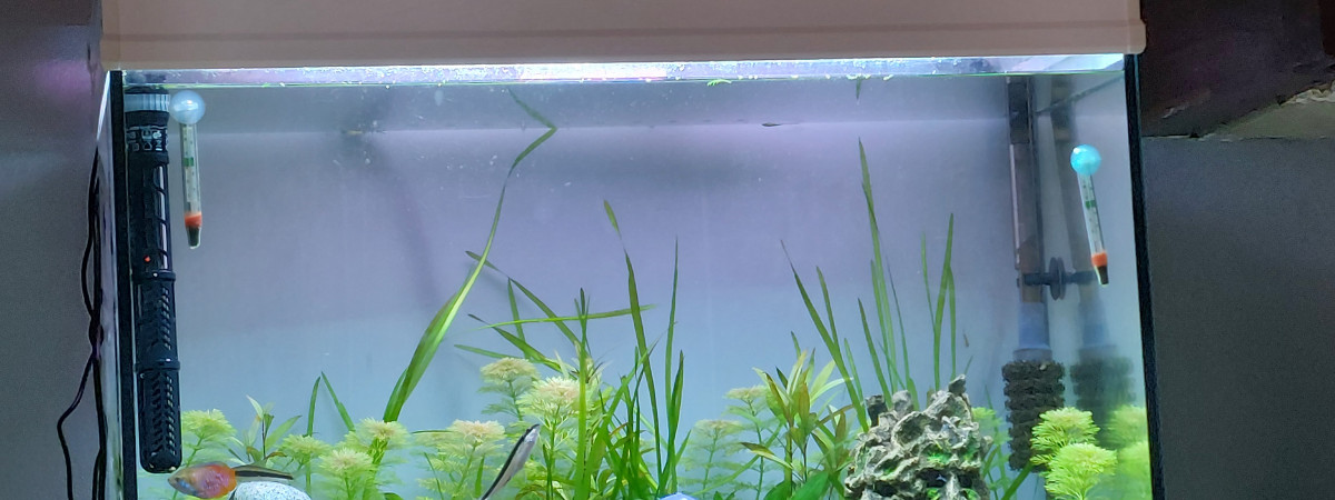 aquarium Communautaire asiatique