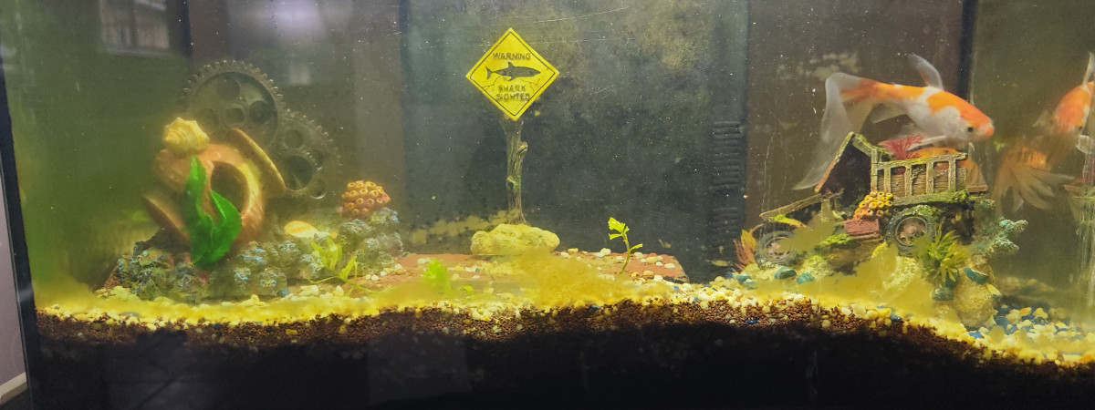 aquarium Le petit