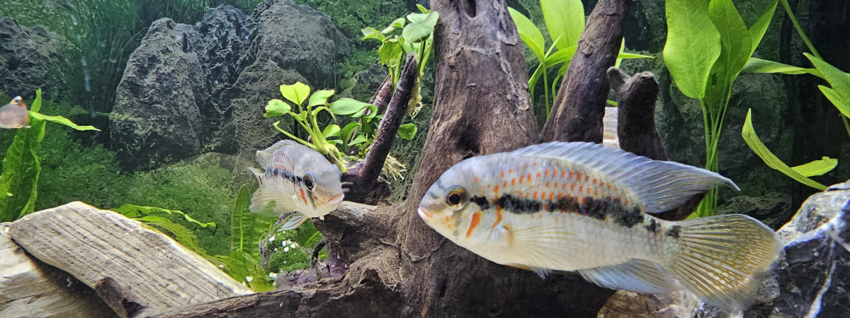 aquarium Amazonien