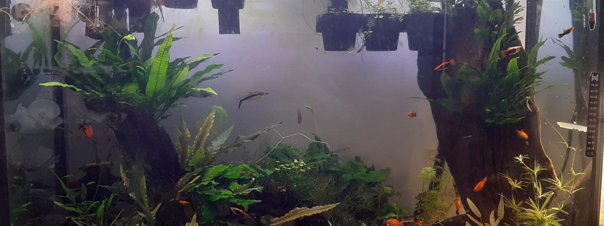 aquarium 45 gallon