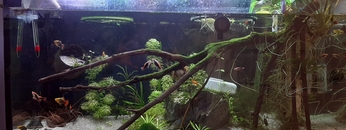 aquarium Aquaponie