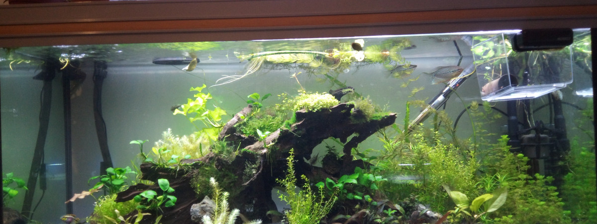 aquarium 240L