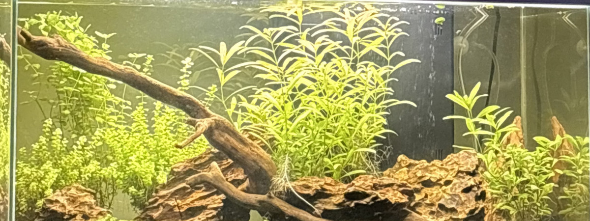 aquarium Biotope Asie