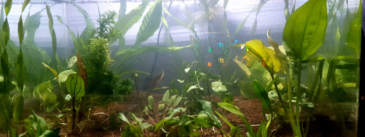 aquarium Futur Betta