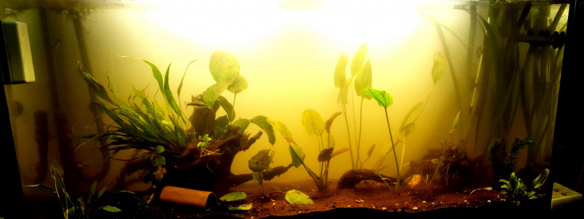 aquarium Amazonien en reset