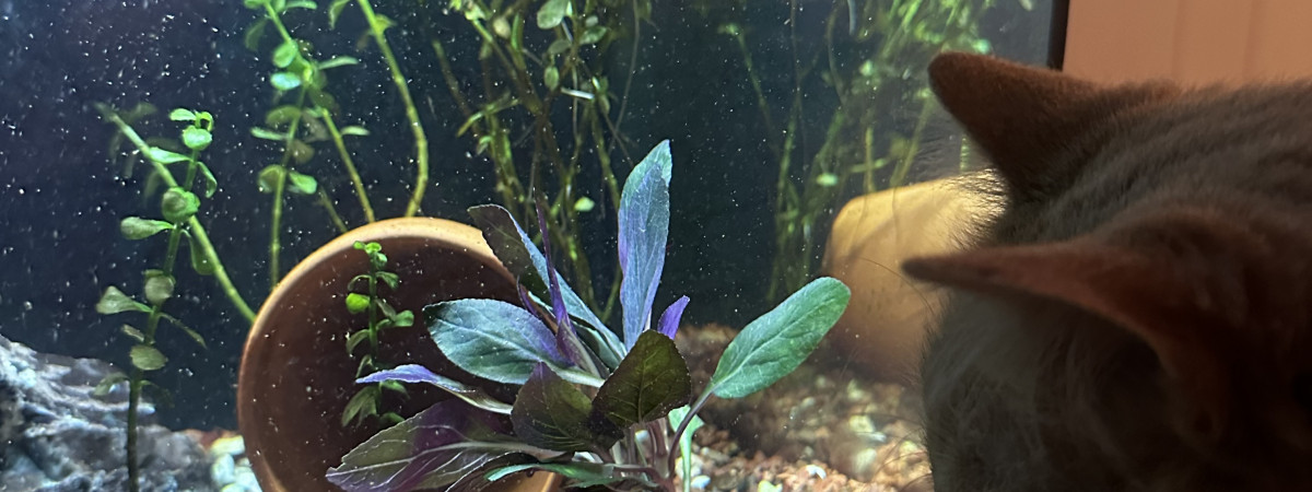aquarium Fluval flex 10