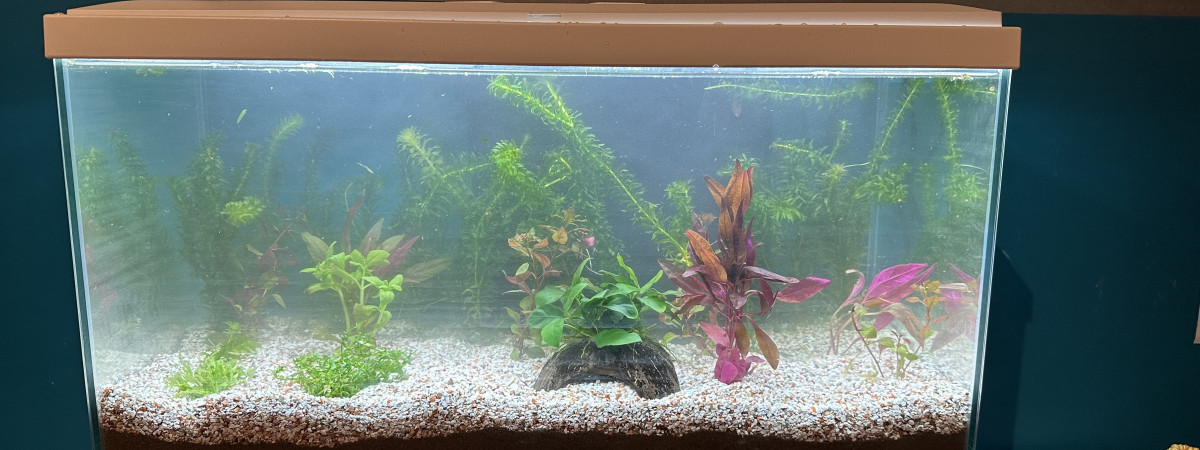 aquarium Petit