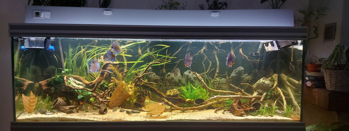 aquarium Aquarium amazonien communautaire