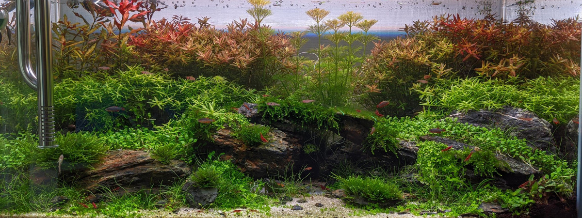 aquarium hamit