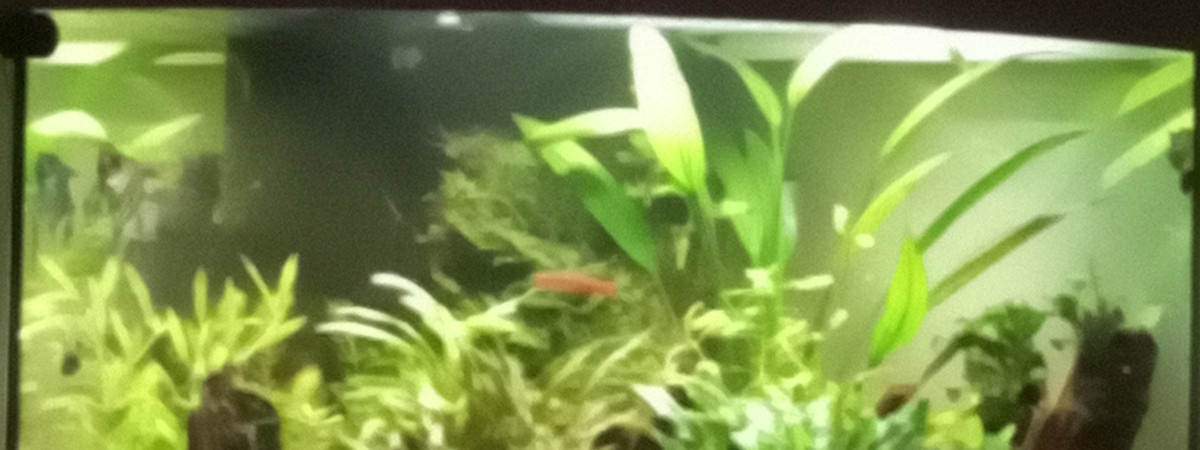 aquarium Juwell