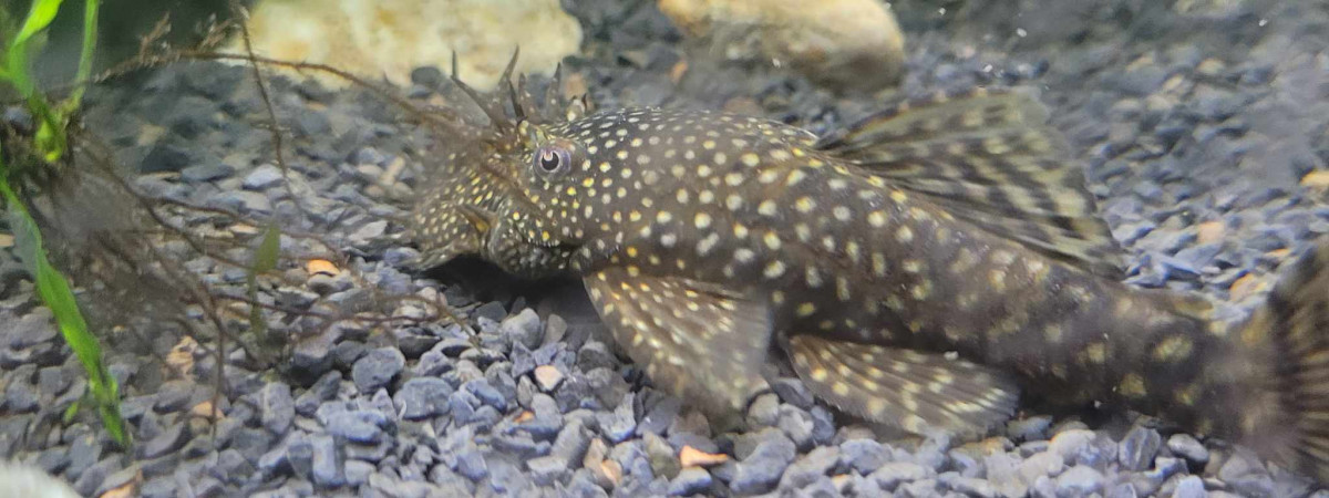 aquarium taty