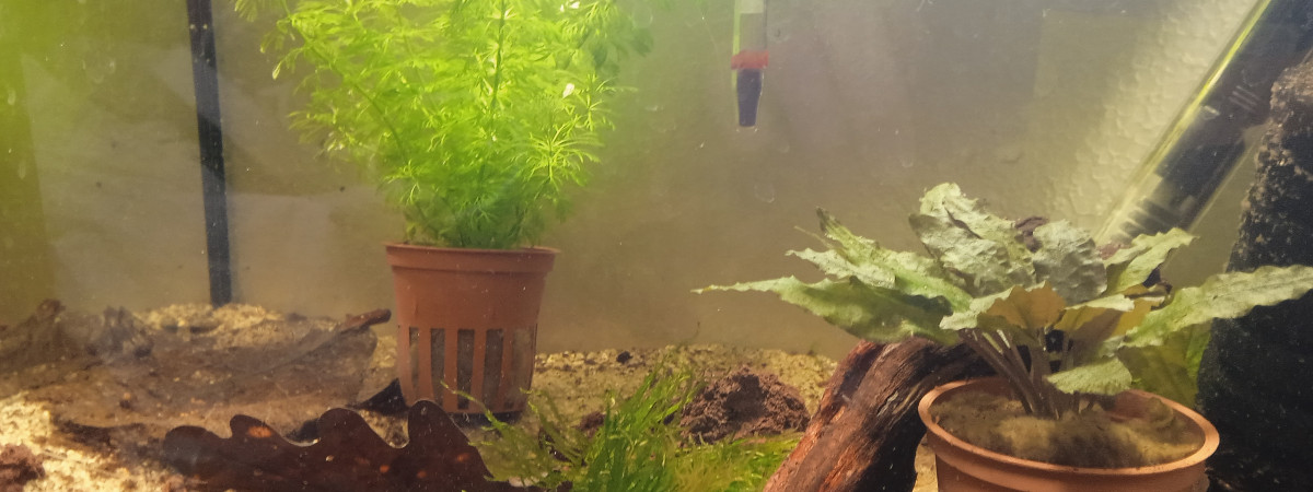 aquarium Bac21