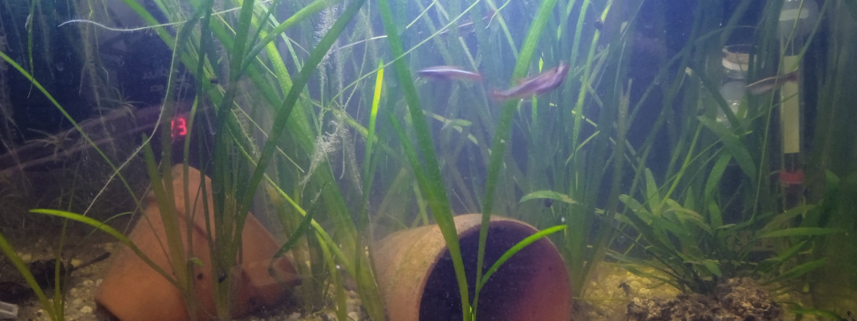 aquarium Bac50