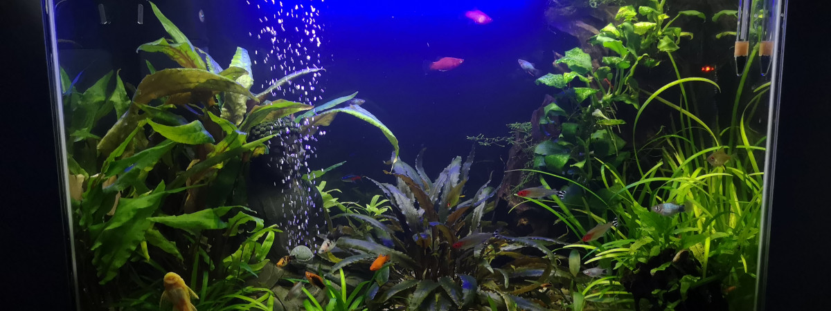 aquarium Platy mix