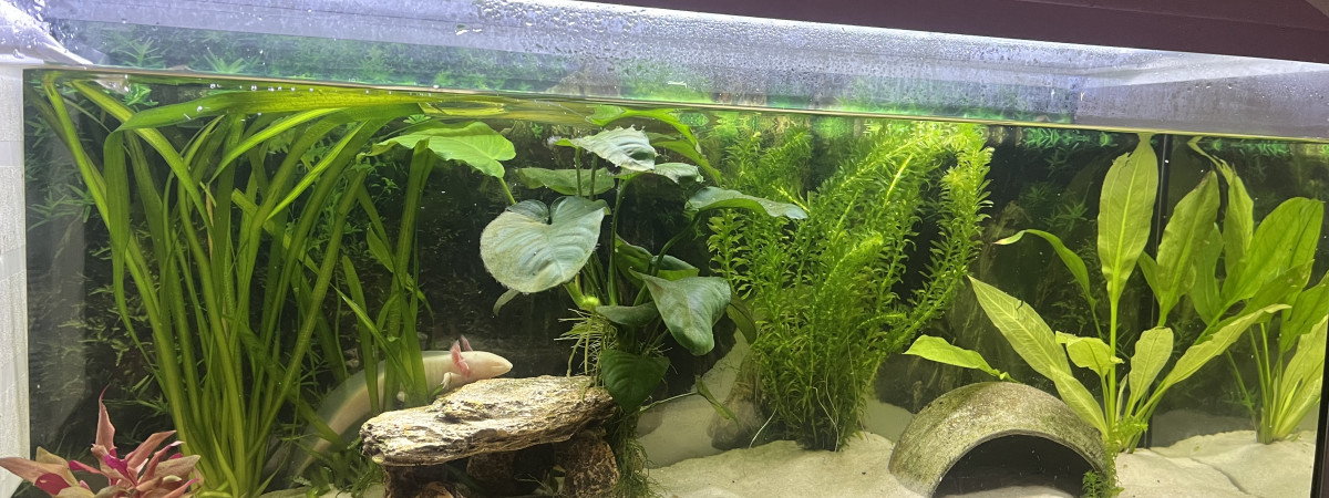 aquarium Axolotl 1