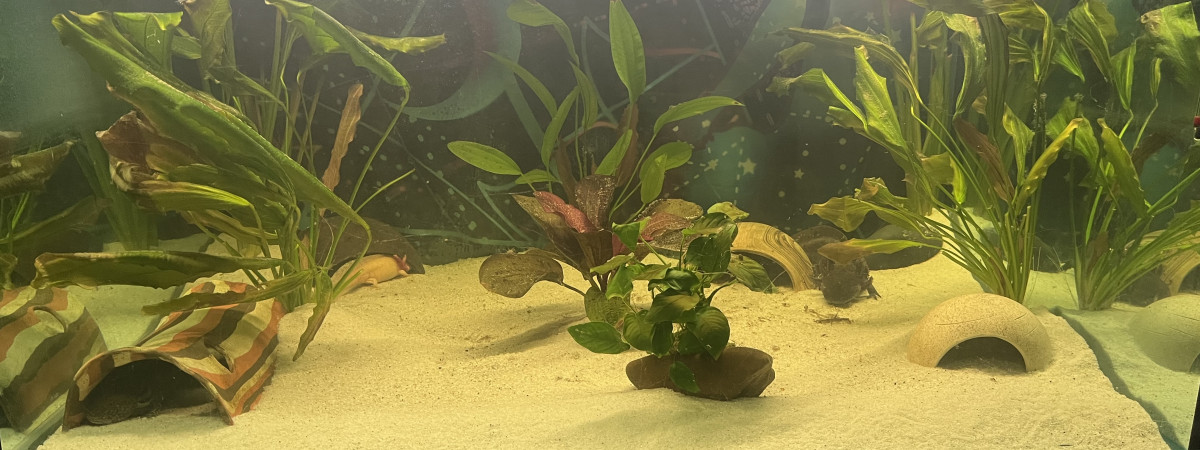 aquarium Axolotl 2