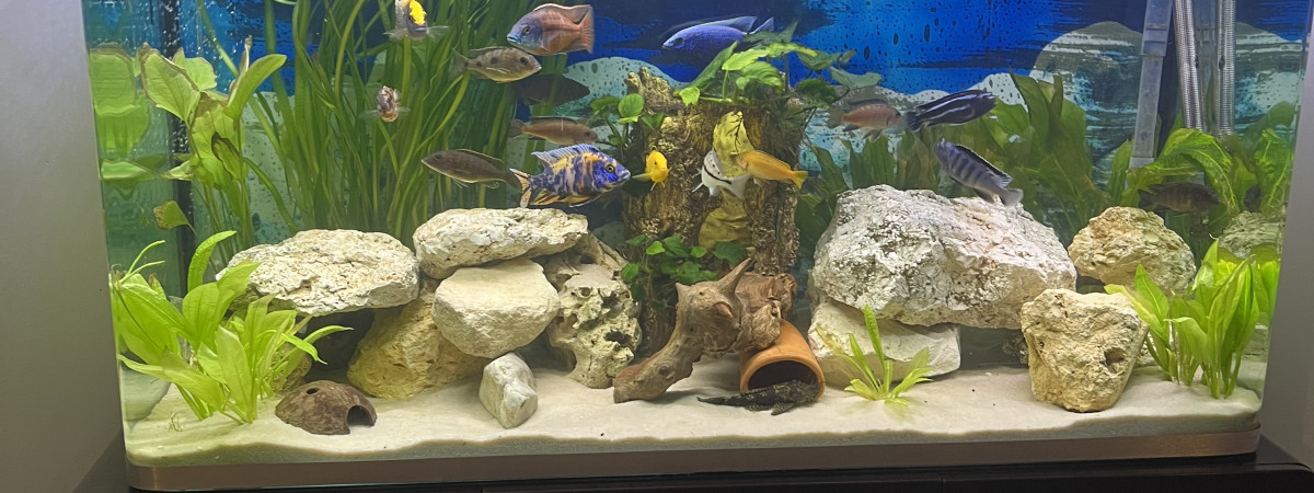 aquarium Cichlidé reproducteurs