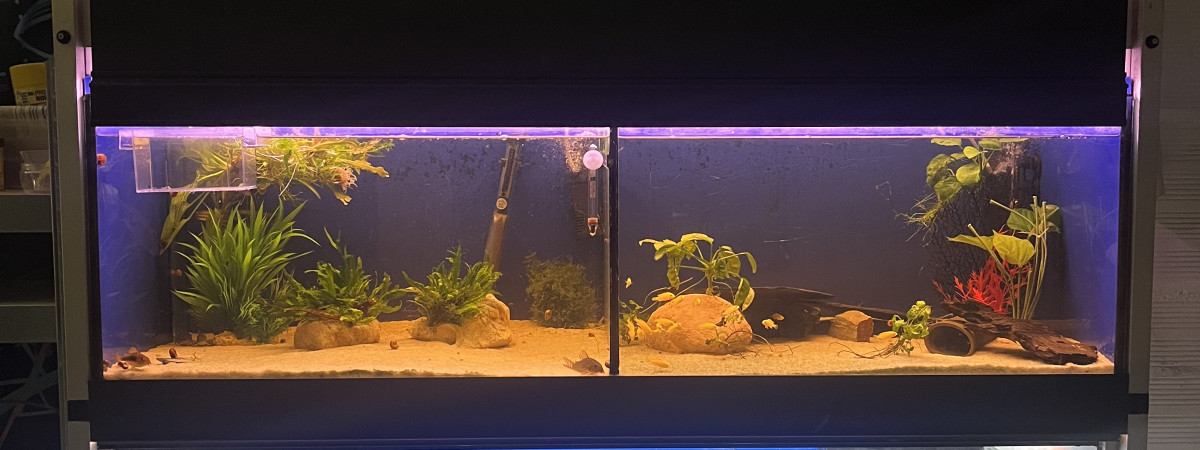 aquarium Batterie et nurserie