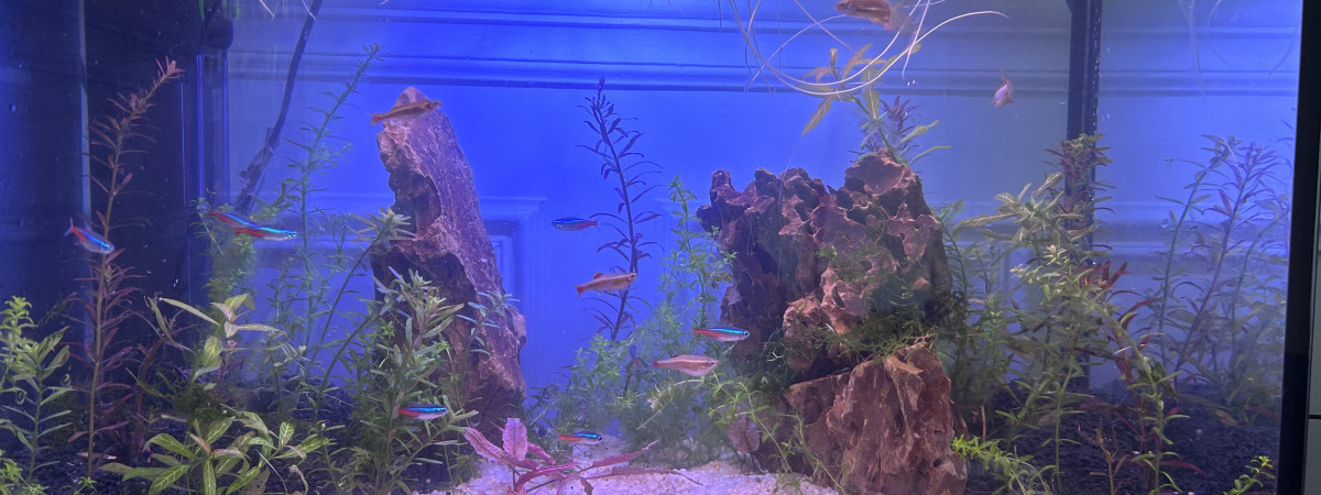 aquarium Salon