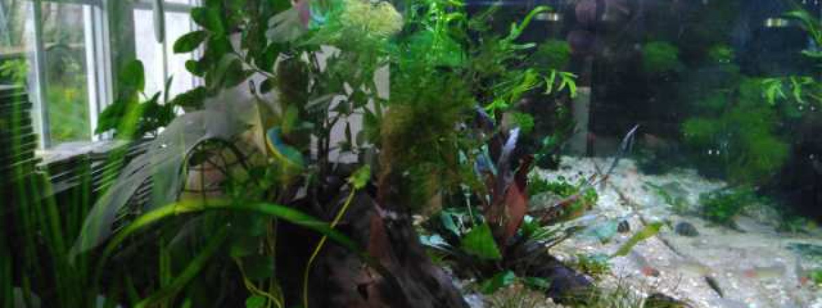 aquarium premier 50l