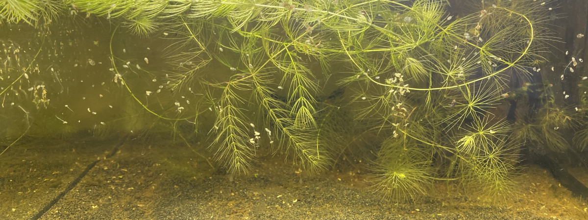 aquarium 28L crevette yellow neon