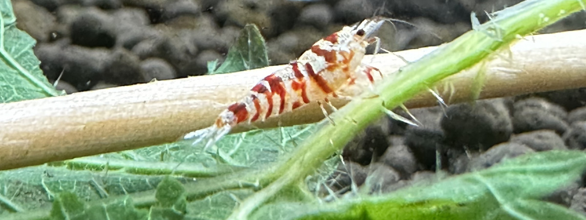 aquarium Spe crevettes