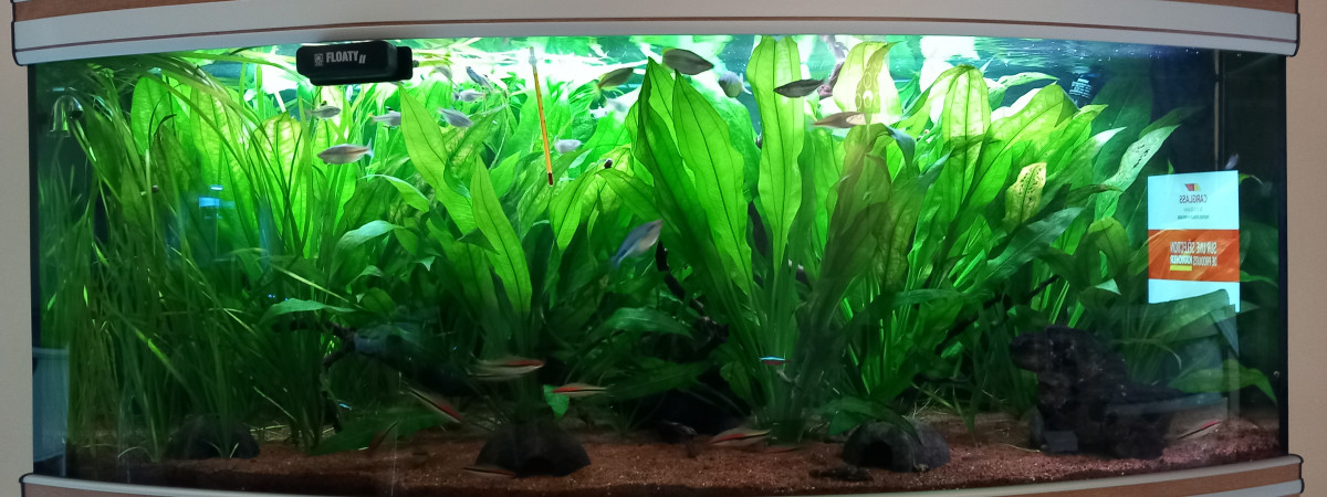 aquarium Principal