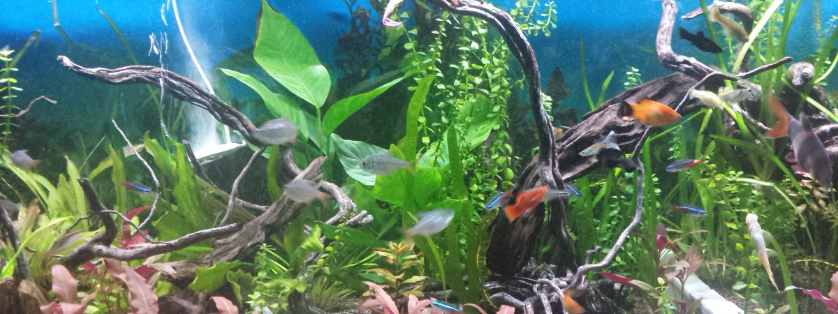 aquarium Fluval