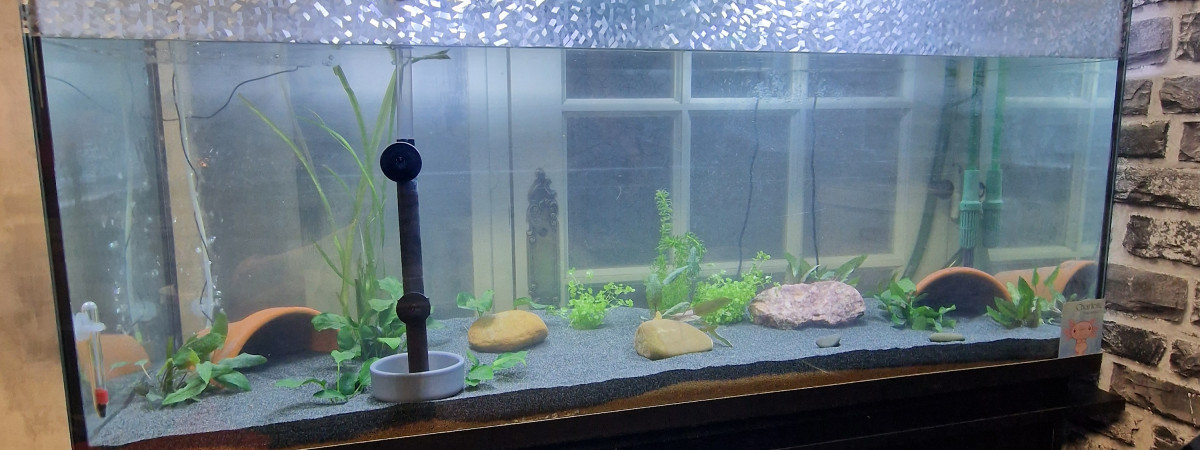 aquarium Axolotl