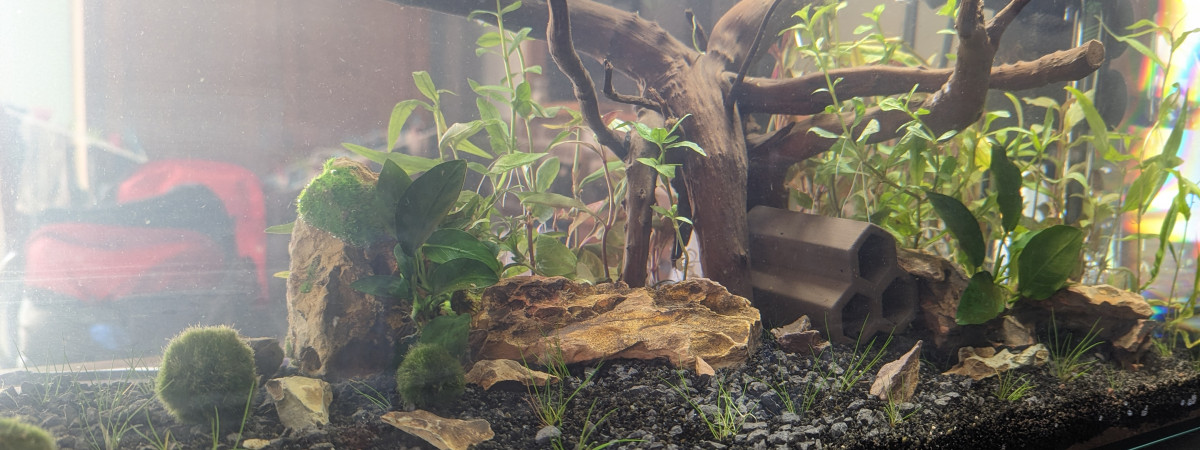 aquarium 54L crevette Neocaridina