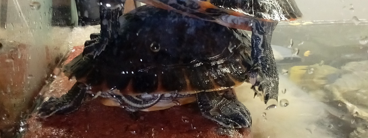 aquarium tortue de floride
