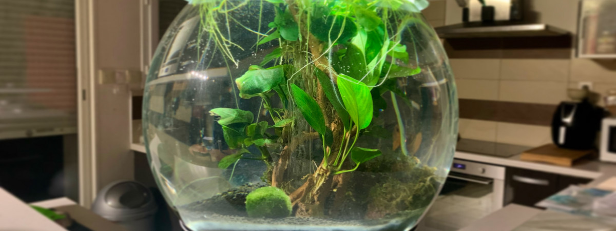 aquarium Biorb 30l