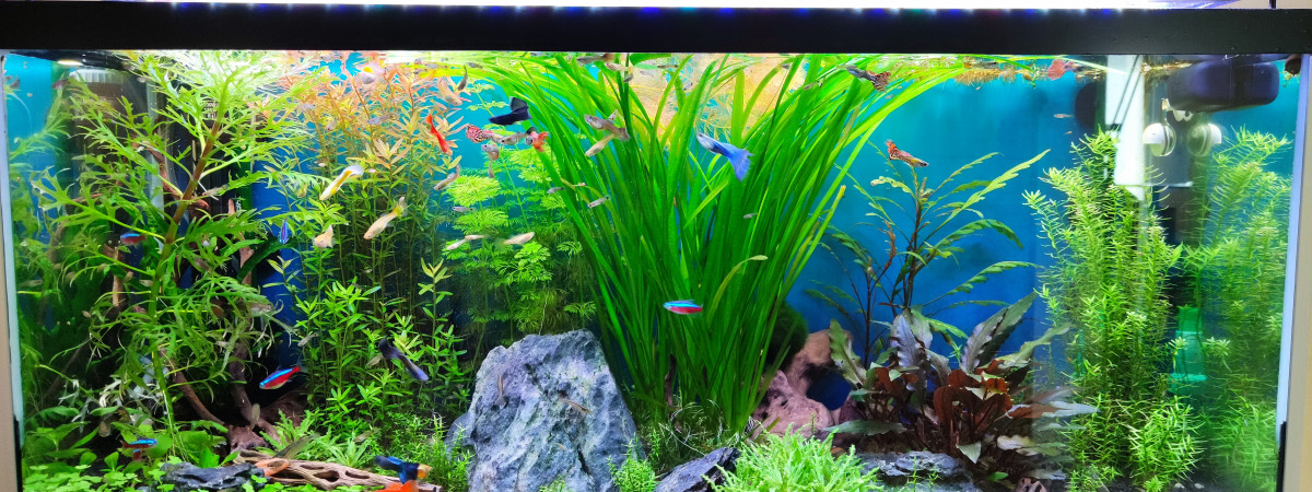 aquarium 96L